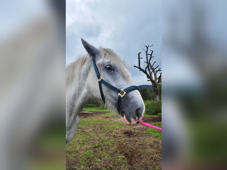 Shire Horse Mare 4 years 17,2 hh Grey in Ried im Innkreis Shire Horse Mare 4 years 17,2 hh Grey in Ried im Innkreis