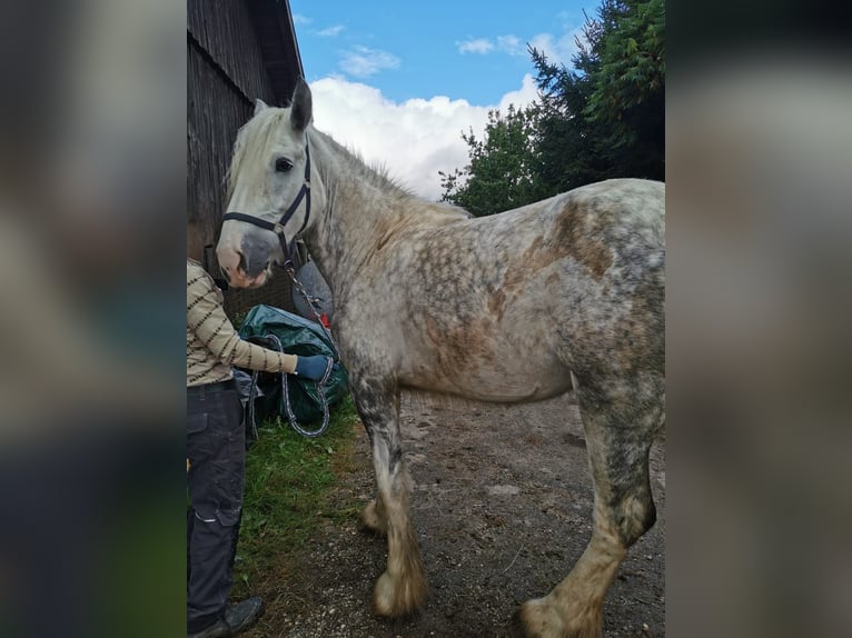 Shire Horse Mare 4 years 17,2 hh Grey in Ried im Innkreis