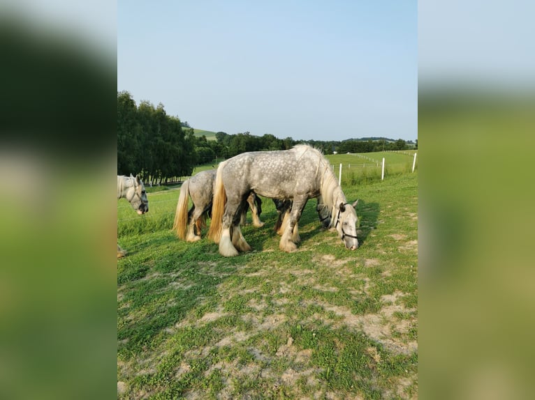Shire Horse Mare 4 years 17,2 hh Grey in Ried im Innkreis Shire Horse Mare 4 years 17,2 hh Grey in Ried im Innkreis