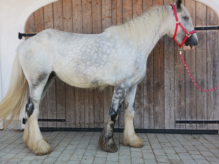 Shire Horse Mare 4 years 17,2 hh Grey in Ried im Innkreis Shire Horse Mare 4 years 17,2 hh Grey in Ried im Innkreis