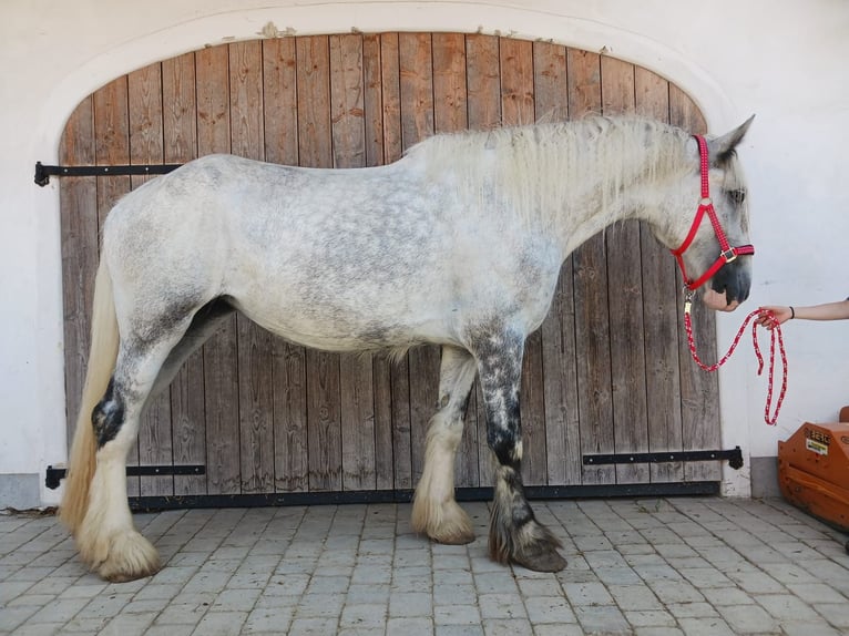 Shire Horse Mare 4 years 17,2 hh Grey in Ried im Innkreis Shire Horse Mare 4 years 17,2 hh Grey in Ried im Innkreis