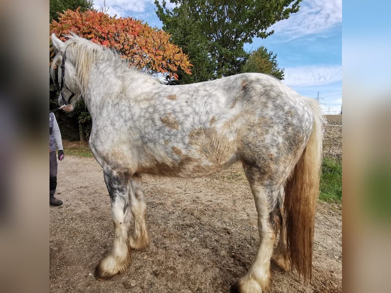 Shire Horse Mare 4 years 17,2 hh Grey in Ried im Innkreis