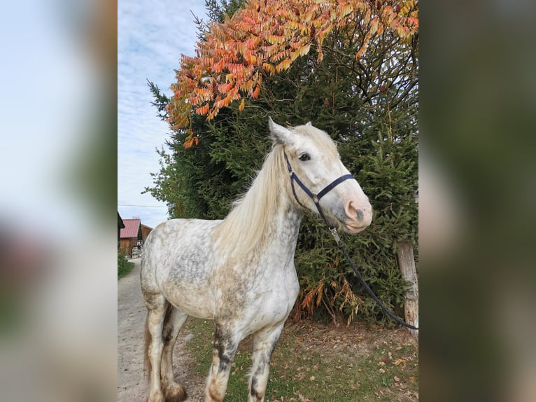 Shire Horse Mare 4 years 17,2 hh Grey in Ried im Innkreis