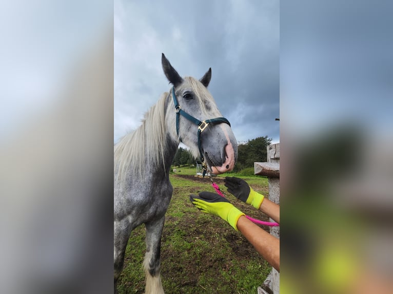 Shire Horse Mare 4 years 17,2 hh Grey in Ried im Innkreis Shire Horse Mare 4 years 17,2 hh Grey in Ried im Innkreis