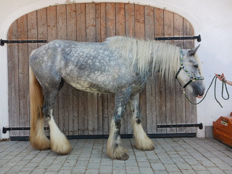 Shire Horse Mare 4 years 17,2 hh Grey in Ried im Innkreis Shire Horse Mare 4 years 17,2 hh Grey in Ried im Innkreis