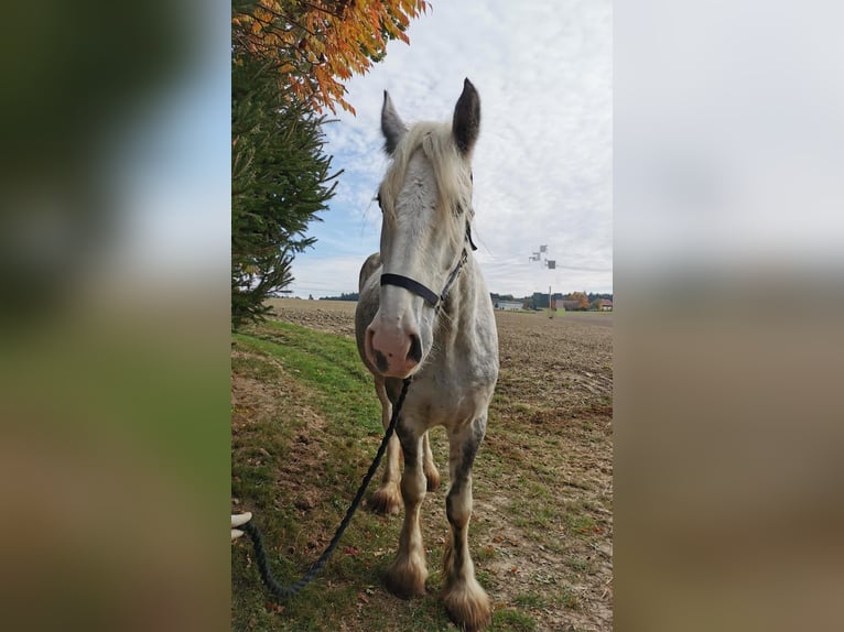Shire Horse Mare 4 years 17,2 hh Grey in Ried im Innkreis