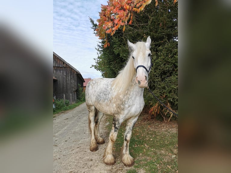 Shire Horse Mare 4 years 17,2 hh Grey in Ried im Innkreis