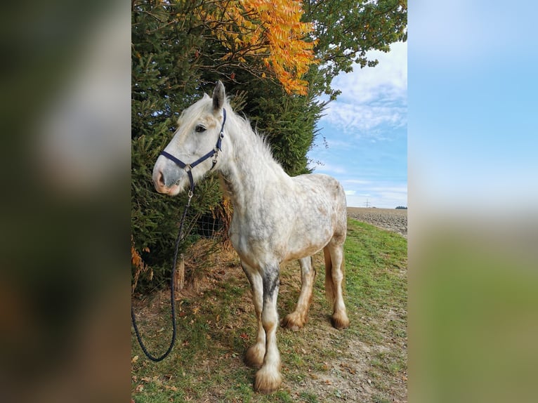 Shire Horse Mare 4 years 17,2 hh Grey in Ried im Innkreis