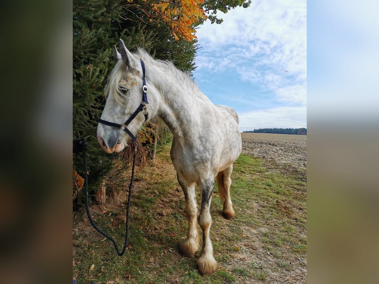 Shire Horse Mare 4 years 17,2 hh Grey in Ried im Innkreis