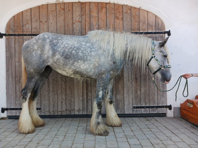 Shire Horse Mare 4 years 17,2 hh Grey in Ried im Innkreis Shire Horse Mare 4 years 17,2 hh Grey in Ried im Innkreis