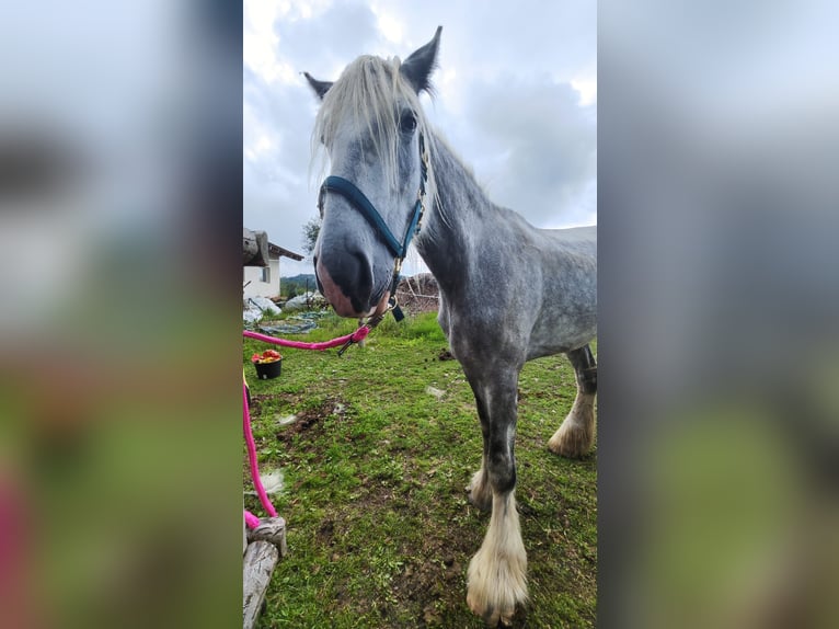 Shire Horse Mare 4 years 17,2 hh Grey in Ried im Innkreis Shire Horse Mare 4 years 17,2 hh Grey in Ried im Innkreis