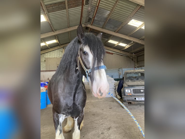Shire Horse Mare 4 years 18 hh Black in York