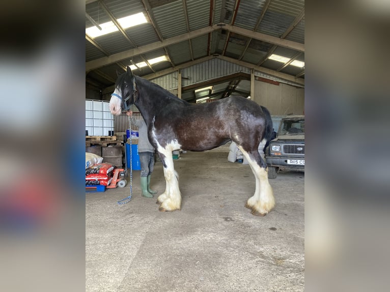 Shire Horse Mare 4 years 18 hh Black in York