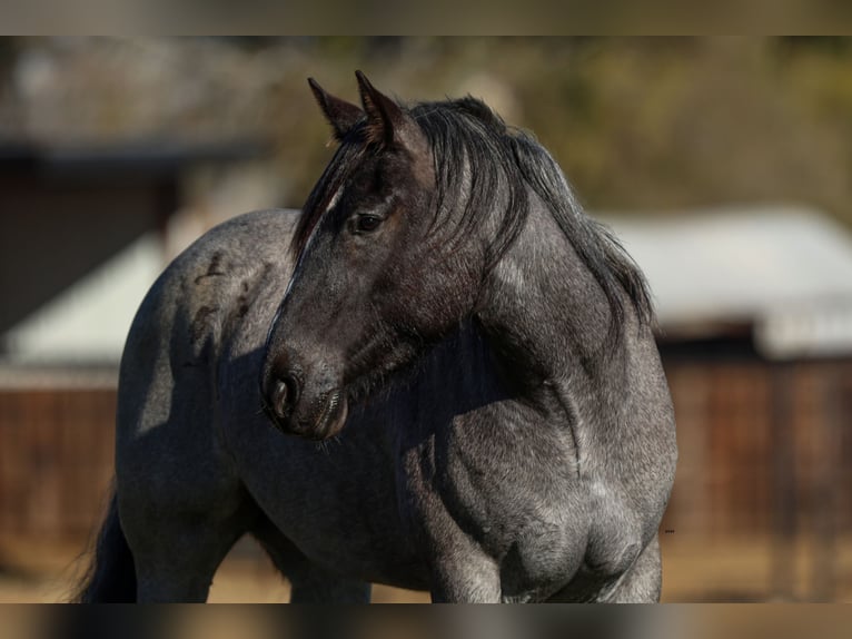 Shire Horse Mare 5 years 15,3 hh Roan-Blue in Stephenville, TX