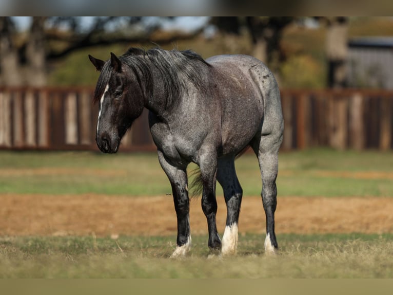 Shire Horse Mare 5 years 15,3 hh Roan-Blue in Stephenville, TX