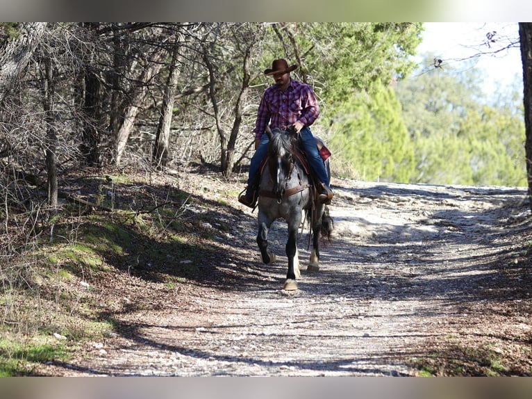Shire Horse Mare 5 years 15,2 hh Roan-Blue in stephenville TX