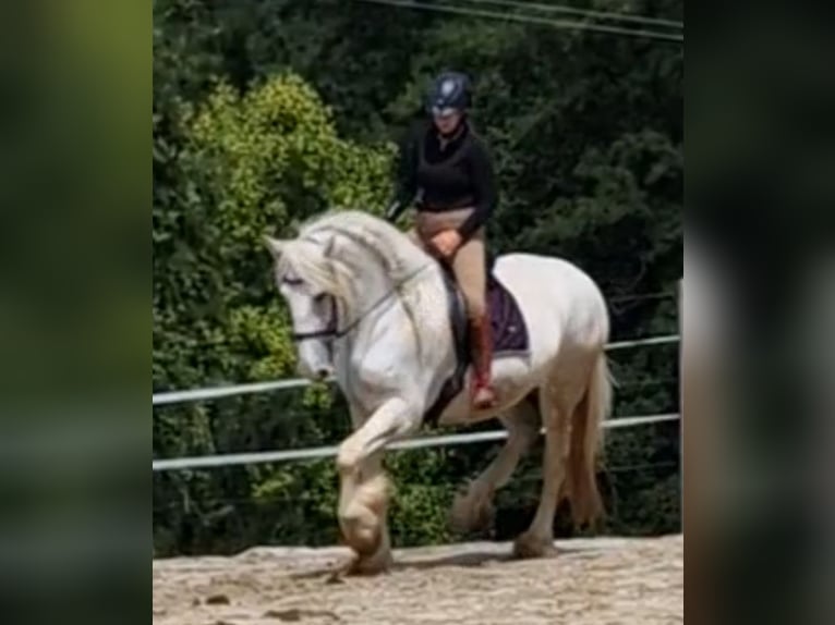 Shire Horse Mare 5 years 16,3 hh Gray in Bayern