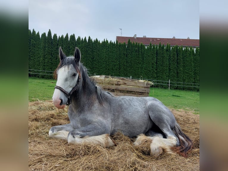 Shire Horse Mare 5 years 16,2 hh Grey in Ried im innkreis
