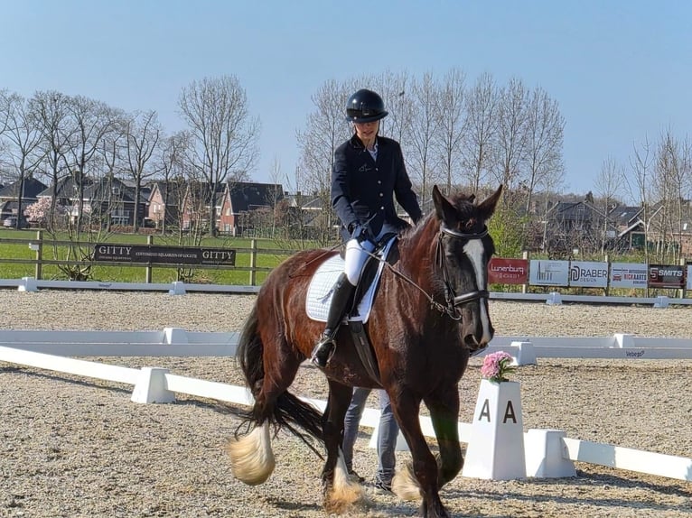 Shire Horse Mare 5 years 17.2 hh Black in Erp