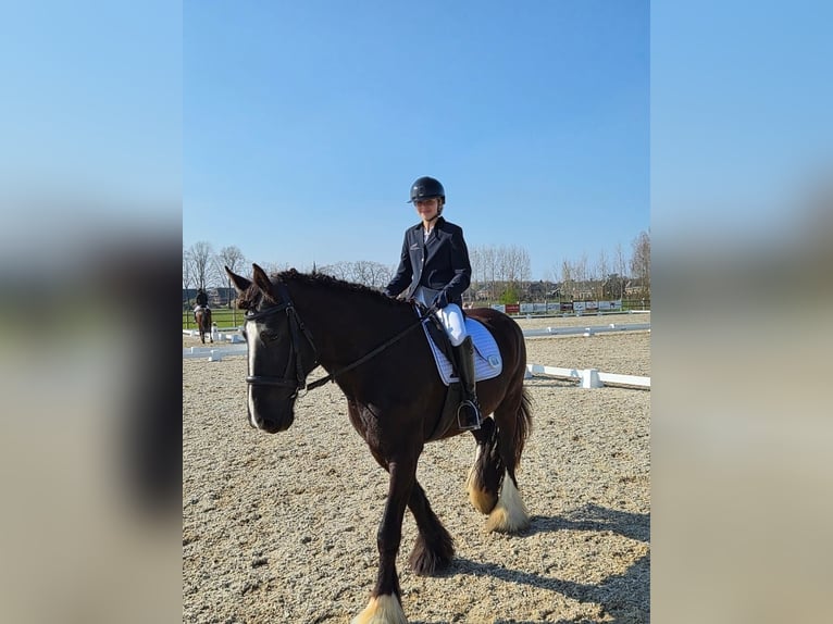 Shire Horse Mare 5 years 17.2 hh Black in Erp