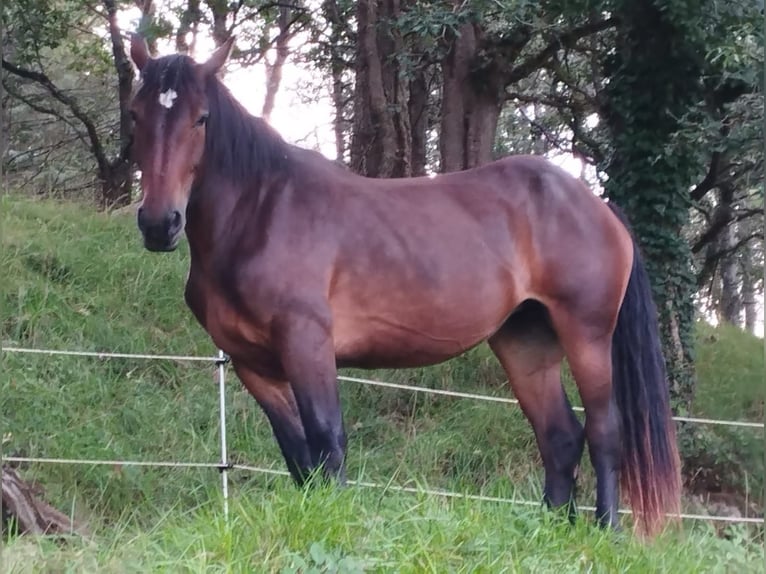Shire Horse Mix Mare 5 years 17 hh Bay-Dark in Villaviciosa-Asturien