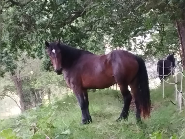 Shire Horse Mix Mare 5 years 17 hh Bay-Dark in Villaviciosa-Asturien