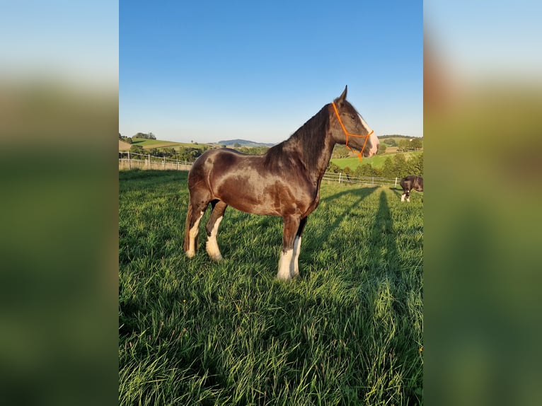 Shire Horse Mare 5 years 17 hh Brown in Bad Füssing