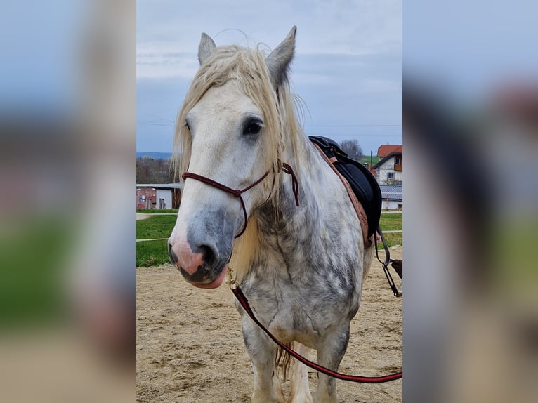 Shire Horse Mare 5 years 17 hh Gray-Dapple in Bad Füssing