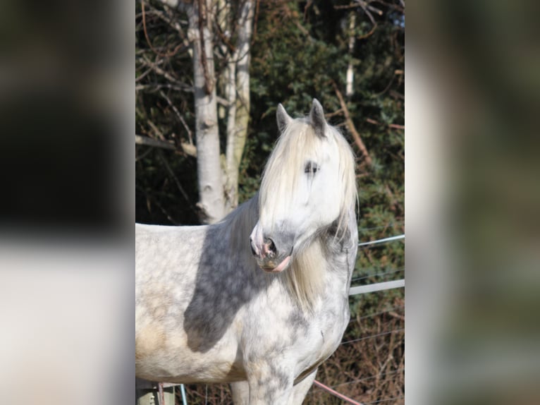 Shire Horse Mare 5 years 17 hh Gray-Dapple in Bad Füssing