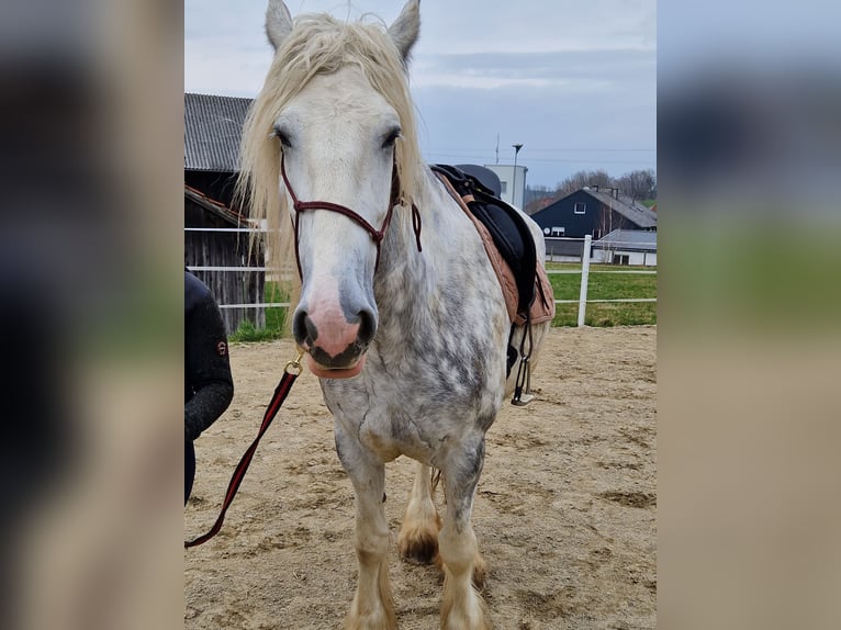 Shire Horse Mare 5 years 17 hh Gray-Dapple in Bayern