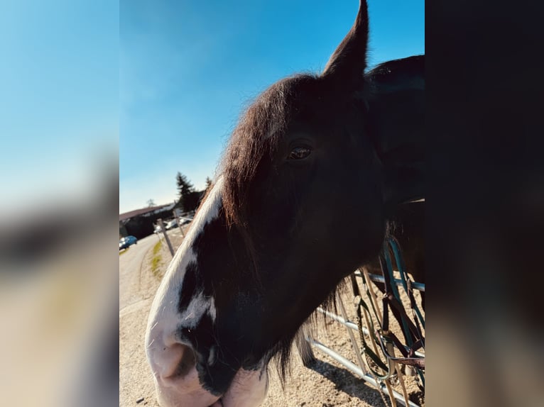 Shire Horse Mare 5 years 18 hh Black in Salzweg