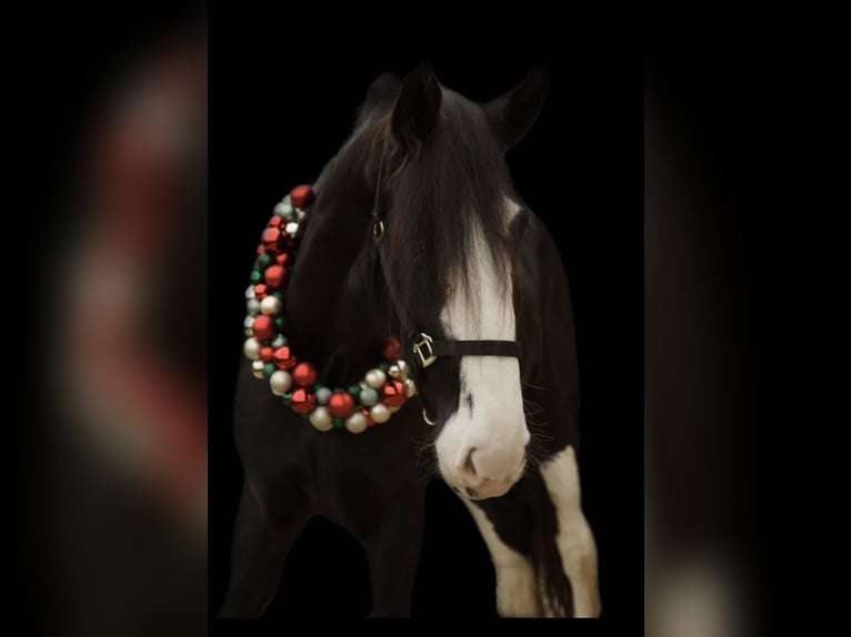 Shire Horse Mare 5 years 18 hh Black in Salzweg