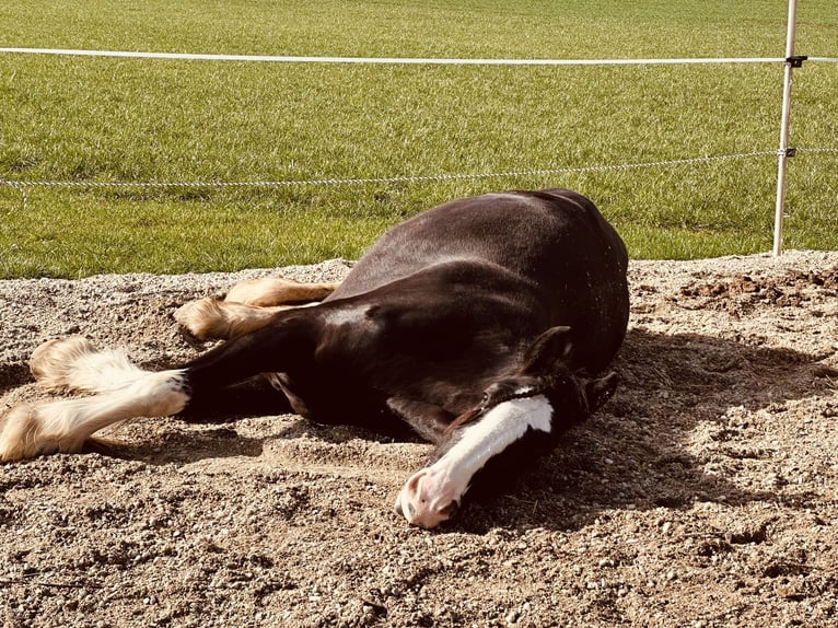 Shire Horse Mare 5 years 18 hh Black in Salzweg