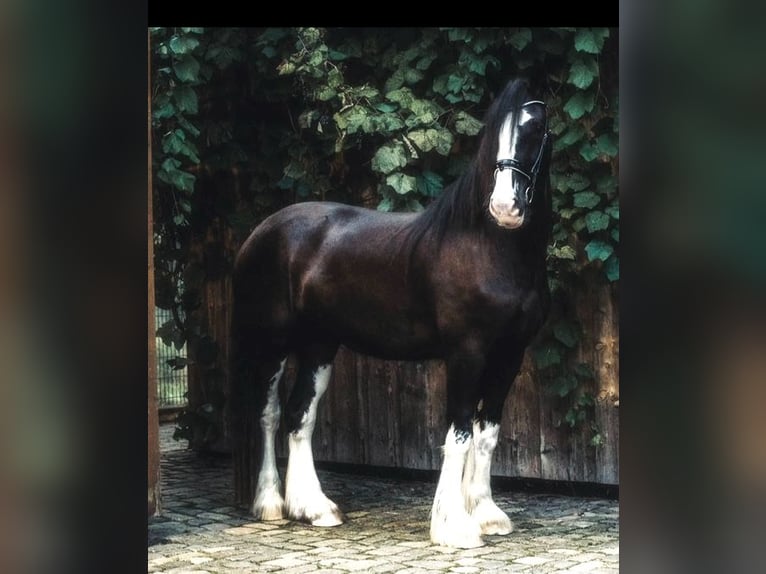 Shire Horse Mare 5 years 18 hh Black in Salzweg