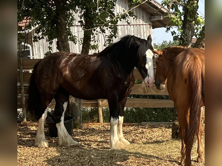 Shire Horse Mare 5 years 18 hh Black in Salzweg