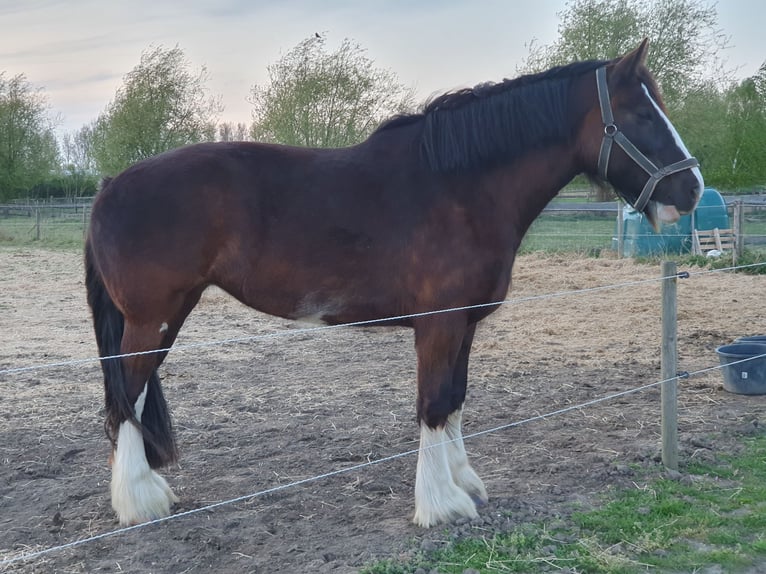 Shire Horse Mare 5 years 18,2 hh Black in Sint-Annaland