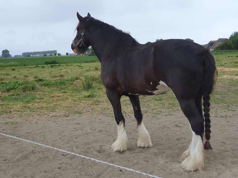 Shire Horse Mare 5 years 18,2 hh Black in Sint-Annaland