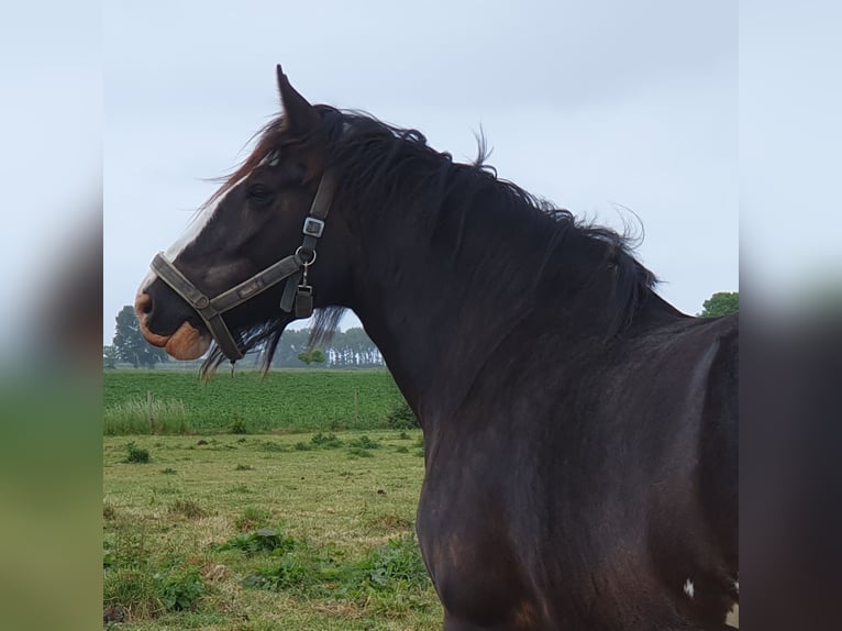 Shire Horse Mare 5 years 18,2 hh Black in Sint-Annaland