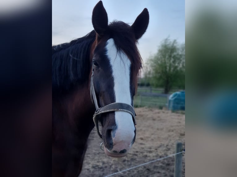 Shire Horse Mare 5 years 18,2 hh Black in Sint-Annaland