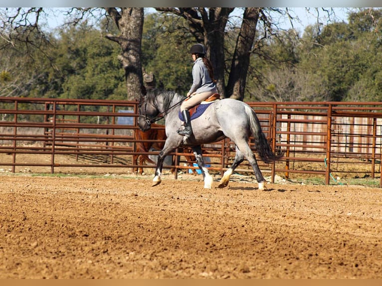 Shire Horse Mare 6 years 15.2 hh Roan-Blue in stephenville TX
