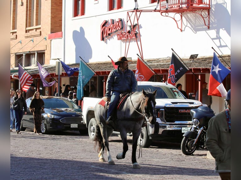 Shire Horse Mare 6 years 15.2 hh Roan-Blue in stephenville TX