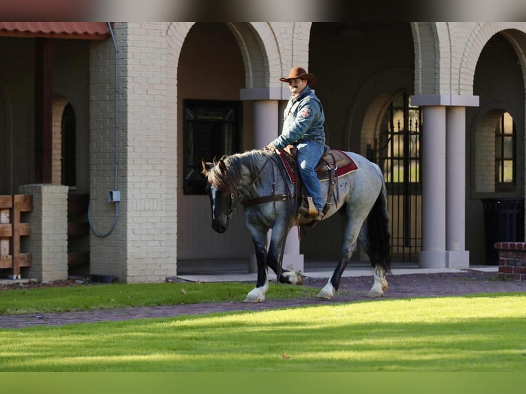 Shire Horse Mare 6 years 15.2 hh Roan-Blue in stephenville TX