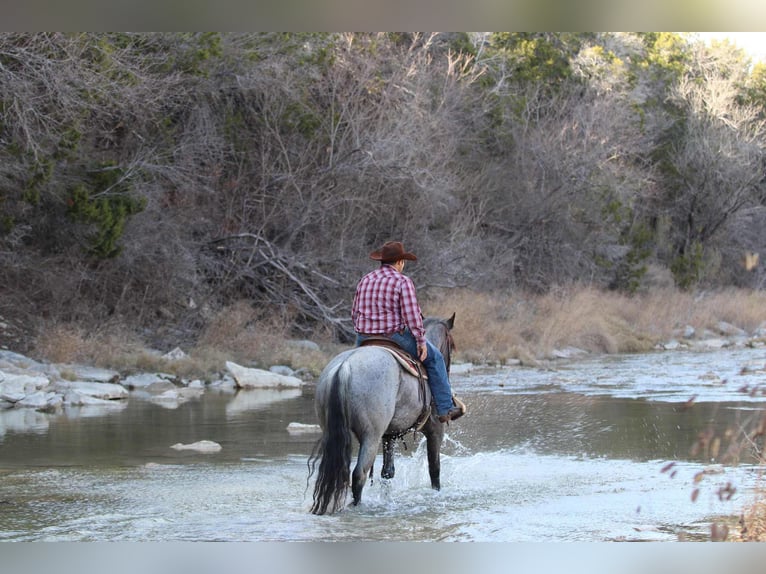 Shire Horse Mare 6 years 15,2 hh Roan-Blue in stephenville TX