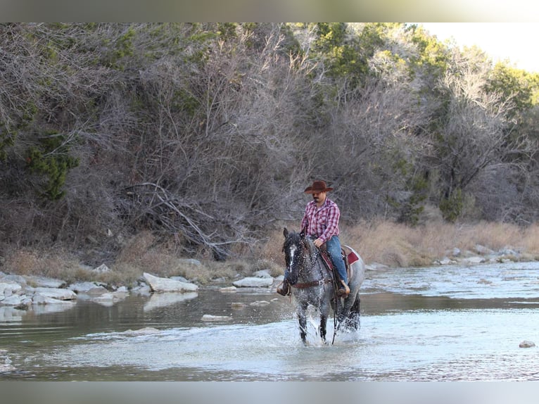 Shire Horse Mare 6 years 15,2 hh Roan-Blue in stephenville TX