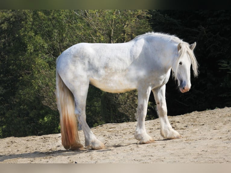 Shire Horse Mare 6 years 16,3 hh Gray in Bayern