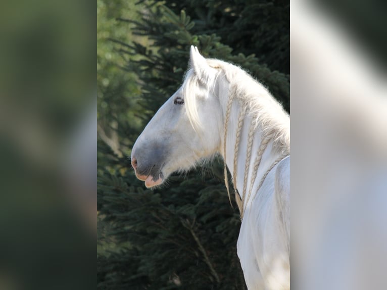 Shire Horse Mare 6 years 16,3 hh Gray in Bayern