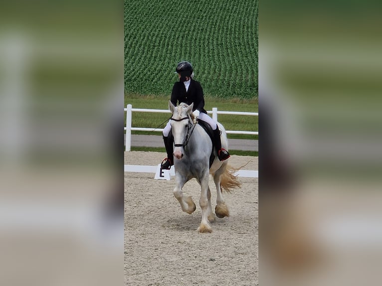 Shire Horse Mare 6 years 16,3 hh Gray in Bayern