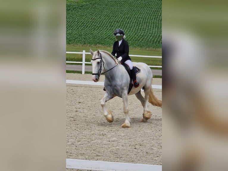 Shire Horse Mare 6 years 16,3 hh Gray in Bayern