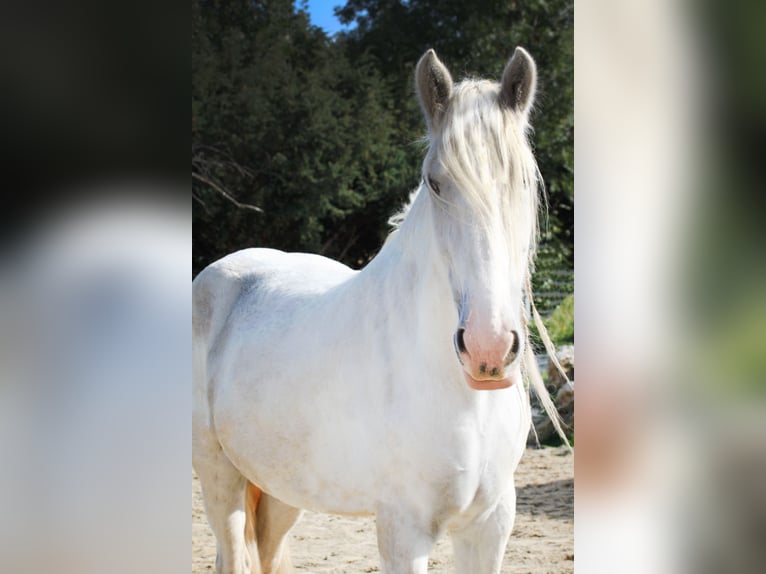 Shire Horse Mare 6 years 16,3 hh Gray in Bayern