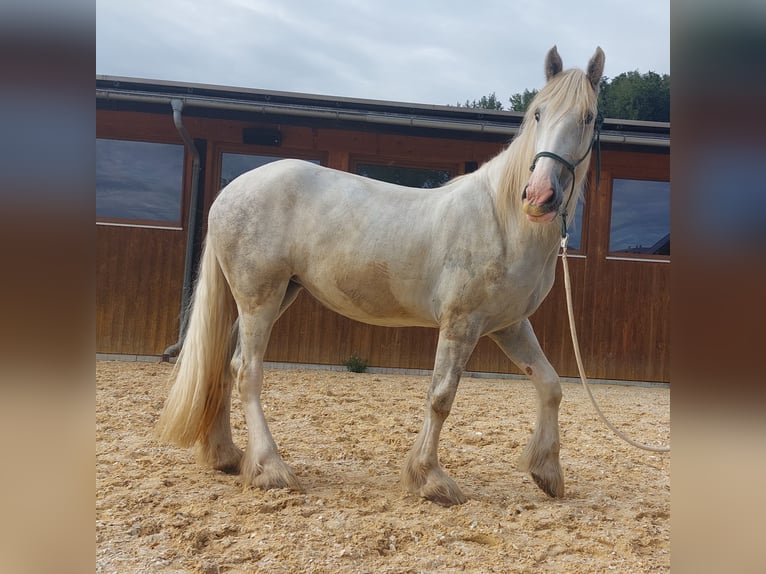 Shire Horse Mare 6 years 16,3 hh Gray in Bayern